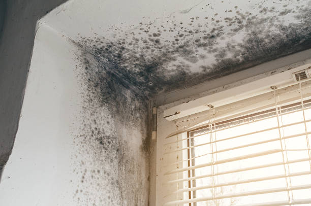Affordable Mold Remediation solutions in Romeoville, IL